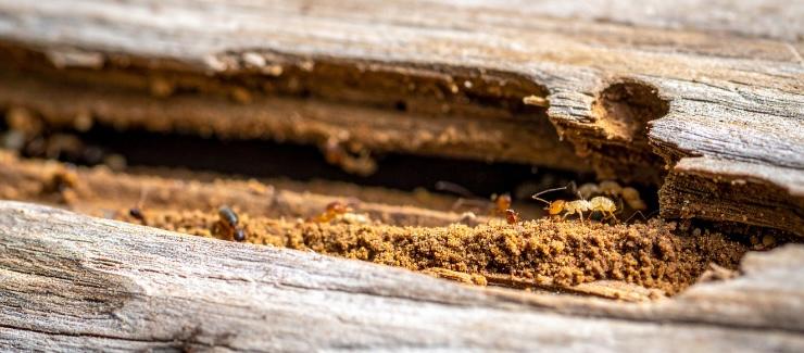 termite-inspection image Holloman Exterminators team
