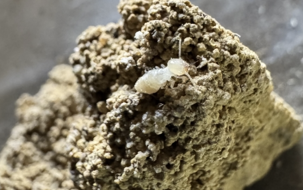termites image Termite damage